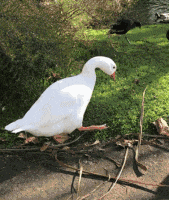 妹子|搞笑GIF：这媳妇头嚣张了，能不能给点面子，回家再吵