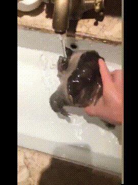 男友|搞笑gif趣图:自从这货偷看了我一次洗澡,然后就这样子了