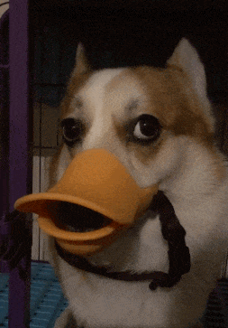 柯基|搞笑GIF趣图：大哥，踢球就踢球，为什么把鞋也踢飞了？