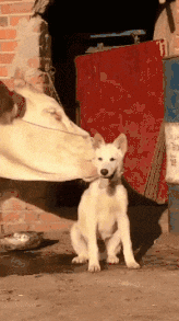 一起|搞笑GIF:我不要和这个家伙拴在一起!太恶心了!