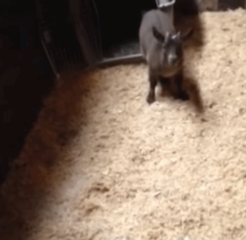 面包车|搞笑GIF：你家的这是羊？看着很厉害啊！可以跳这么高！