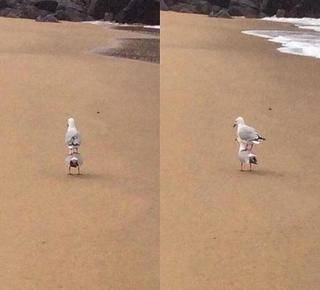 公愤|二师兄,你可以不用去西天取经了