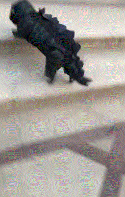 前途|爆笑GIF图:带着你家猫去做演员吧!这猫太有前途了!