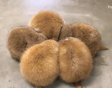 这是|搞笑GIF，开车注意安全，看了笑不停的动图