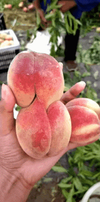 拖后腿|搞笑GIF：别人都是来砸金蛋的，而你是来搞破坏的