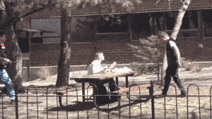 地方|搞笑GIF:最危险的地方就是最安全的地方