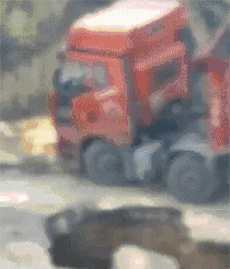 司仪|这是我见过最好看的布偶猫