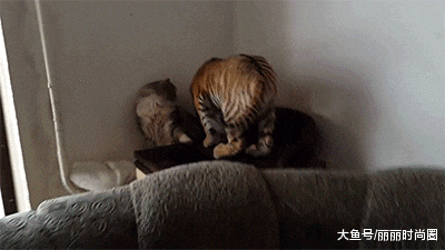 饲养员|搞笑GIF:猫咪:饲养员你也不管管呀,你家老虎非礼我