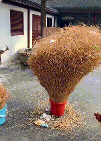 醉翁之意不在酒|搞笑GIF：女大三十还养狗，醉翁之意不在酒！