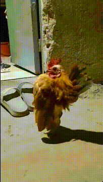 老婆|搞笑gif趣图：大哥，你要是真有钱，这车就不要了吧