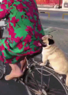 理想|搞笑GIF:理想很丰满,现实很骨感