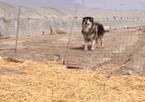 白特|搞笑GIF: 这点高度都跨不过去? ! 白特么养你了。