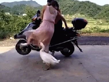 任性|搞笑GIF: ?能拿我怎么滴，就是这么任性！