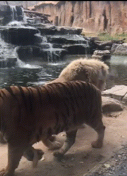 这件|爆笑GIF:狗子,这件事够你吹一辈子