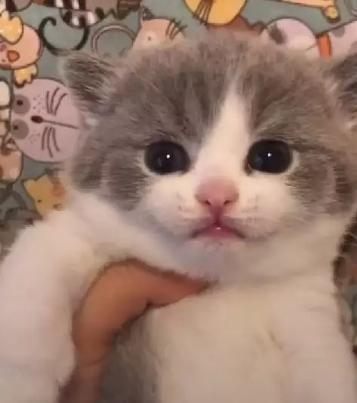 妹子|公司刚招聘的妹子，一下子成为了办公室所有的焦点