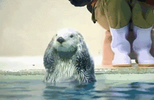 脑壳|搞笑GIF:儿子跟我借十块钱,说保证以后会还我的!<