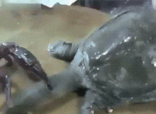 妹子|搞笑GIF趣图:真想娶个妹子,然后靠卖水果度过一生