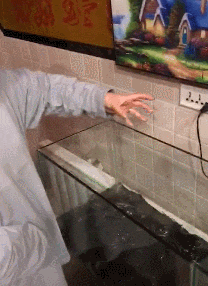 叛徒|搞笑GIF：鸭子：大家快注意一下，我们里面是不是出叛徒了