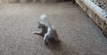 胆大|值得收藏的搞笑动图GIF：我也曾经这样干过，后来就坐上了轮椅