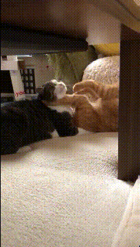 游泳帽|搞笑GIF：原来游泳帽还可以这样玩