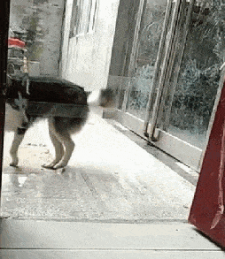 女孩|搞笑GIF趣图:小姐姐，我就夹了一块肉，你为何如此生气？