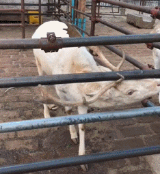 绝望|搞笑gif: 狗的内心是绝望的