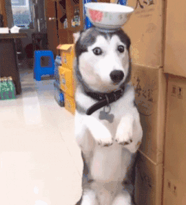 女儿|搞笑GIF动图：这样的一字马，你见过吗？佩服啊！