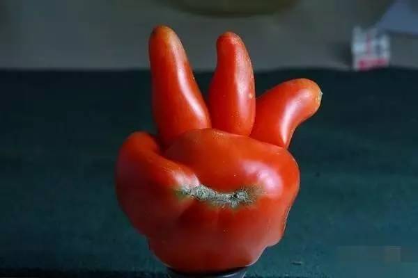 莫言|活捉一枚混进土豆家族里的人类卧底！