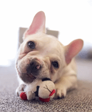 希特勒|各种萌宠物搞怪图片，让你开心一天