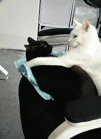 哥们|搞笑GIF：哥们，你家狗子很聪明，能看自行车