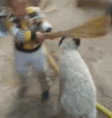 还是|搞笑gif趣图: 难道我平时给你的肉肉还不够你吃的?还是你想尝点新鲜的?