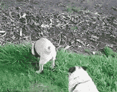 大妈|大妈这个暴脾气啊,一言不合就突然蹦起来了呢!