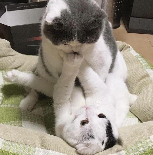 主人在看电视,猫躲在枕头旁边偷看他