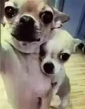 老王|搞笑图片:段友们,给我这道菜起个菜名!