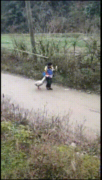 牛车|搞笑GIF：胖媳妇，要用牛车拉回去！