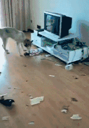 厉害|搞笑GIF: 还以为妹子会有一个完美的表现呢, 可惜没猜中结局