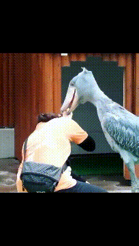 鸭嘴兽|搞笑GIF：看什么看，没见过溜猫的啊！