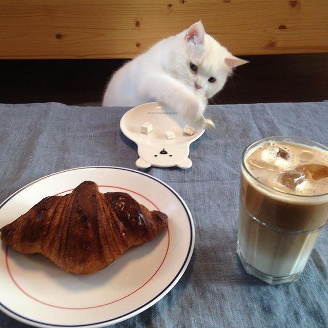 是在|一只喜欢凡是都先吃一口的喵 猫:我不是先吃,我是在帮你验毒