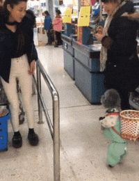 子真|搞笑GIF趣图：妹子，你养的狗子真可爱，能背着篓子逛超市