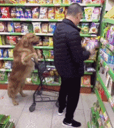 悟空|笑话趣图: 阿弥陀佛, 悟空你为何打它?