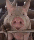 搞笑GIF：生活不易啊，猪都学会卖萌了