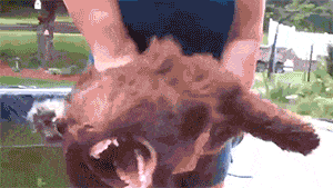 好好|搞笑GIF: 二货能不能好好走路?疼就对了,下次记住好好走