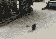 姑娘|搞笑GIF: 下雨了,赶紧回家收衣服了