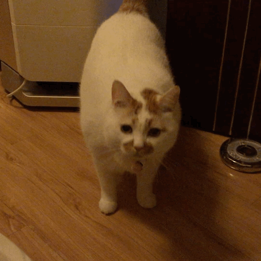 希特勒|各种萌宠物搞怪图片，让你开心一天