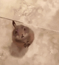 哆啦|搞笑动态图GIF: 哆啦a梦马上要起飞了。