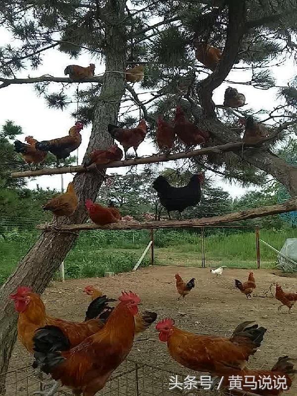 羊奶|爆笑趣图：奇葩动物搞笑来袭，请大家做好准备