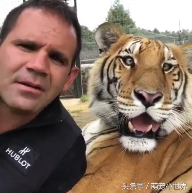 自拍|跟大猫玩自拍,它一脸憨呆已够爆笑,没想到再往下一看真的笑喷