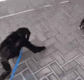 无从下手|搞笑GIF: 摔跤的新技能，让你无从下手