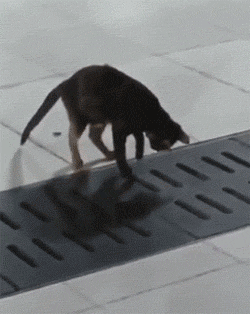 还是|搞笑gif趣图: 难道我平时给你的肉肉还不够你吃的?还是你想尝点新鲜的?