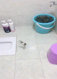 子真|搞笑GIF趣图:妹子,你养的狗子真可爱,能背着篓子逛超市